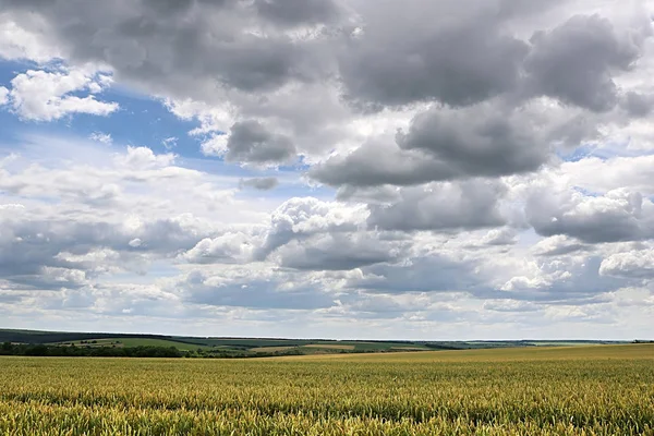 Krajina s pšenicí a Bouřnou oblohou — Stock fotografie