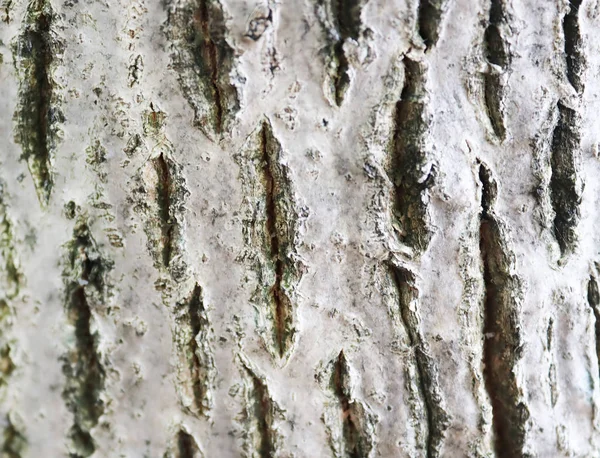 Blízký textura cenné a nádherné vlašskového stromu — Stock fotografie