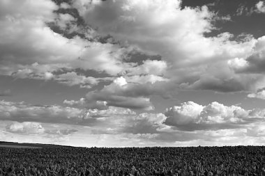 Şeker pancarı alanı ve bulutlu gökyüzü ile Kırsal