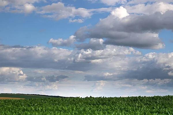 Campo com campo de beterraba sacarina e céu nublado — Fotografia de Stock