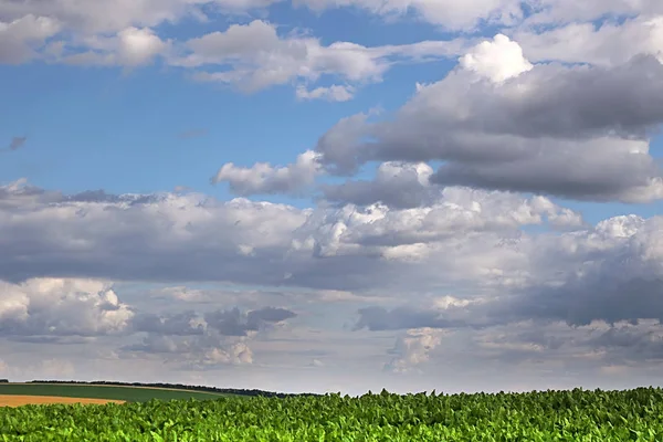 Campo com campo de beterraba sacarina e céu nublado — Fotografia de Stock