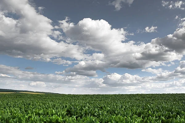 Countryside with sugar beet field and cloudy sky — Stock Photo, Image