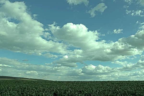 Campo con campo de remolacha azucarera y cielo nublado — Foto de Stock