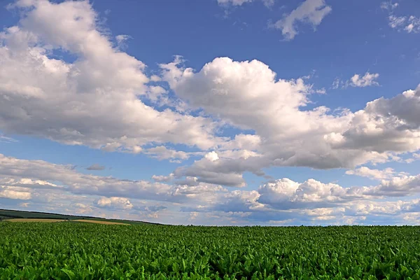 Krajina s cukrovou řepou a zamračená obloha — Stock fotografie