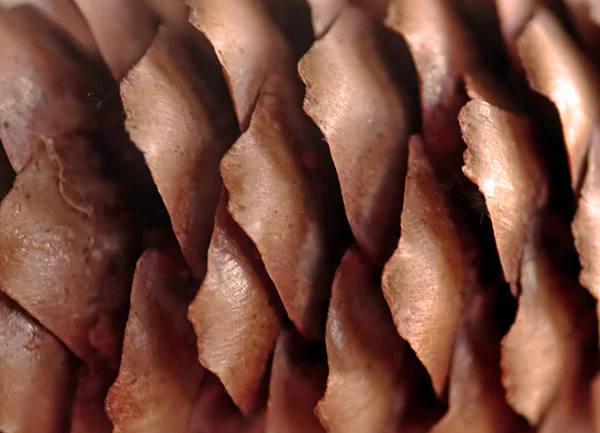 Scales of pinecone close up. Macro image. Geometric pattern in the nature — Stock Photo, Image