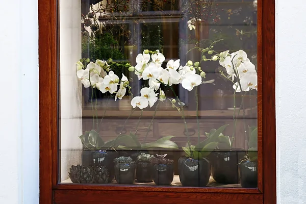 Venster van een bloemenwinkel. Witte orchideeën in potten worden op de vensterbank gemonteerd. Concept voor kleine bedrijven — Stockfoto