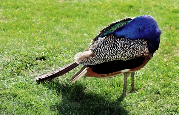Peacock gömde huvudet under vingen. Grön gräs bakgrund — Stockfoto