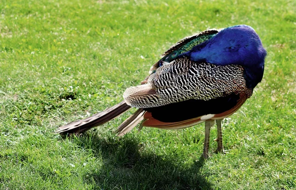 Peacocková skryla hlavu pod křídlem. Zelené travnaté pozadí — Stock fotografie