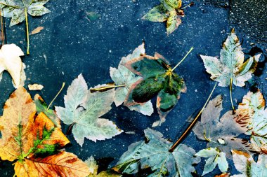 Sonbahar akçaağaç yaprakları su birikintisinde. Sonbahar havası