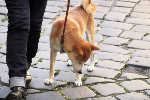 Akita inu köpeğinin tasması şehirde yürüyor. — Stok fotoğraf