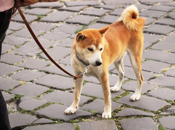 Akita inu cão em uma trela está andando na cidade — Fotografia de Stock