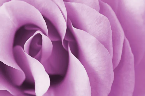 Close up view of purple rose. Macro image. Selective focus — Stock Photo, Image