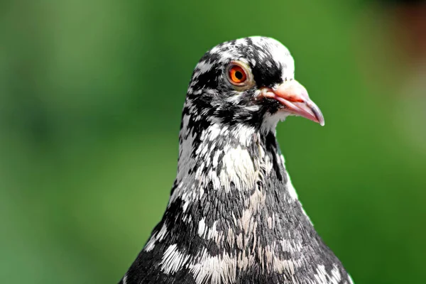 Close view of the head and neck of a speckled pockmark pigeon with an orange eye. Green blurred bokeh as background — Stock Photo, Image