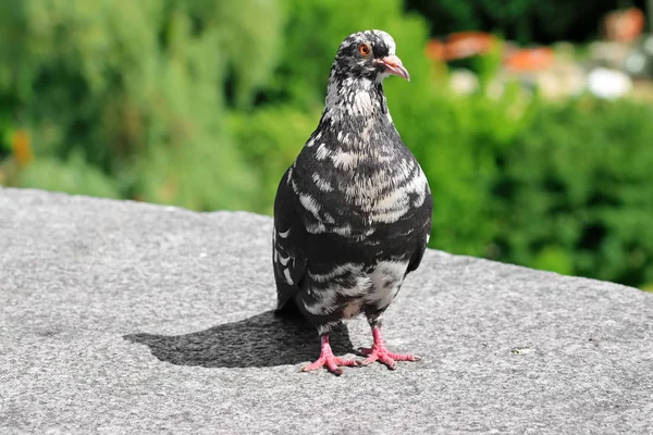 Zblízka je na betonové desce skvrnitý holub s oranžovým okem. Zelený rozmazaný zadek jako pozadí — Stock fotografie