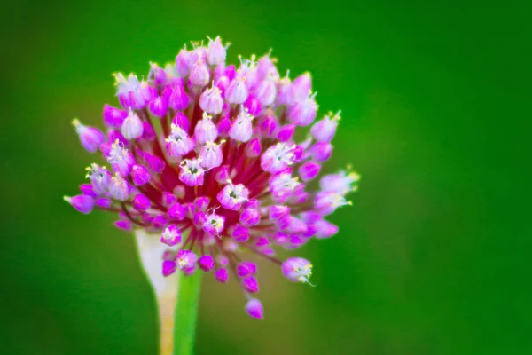 Uitzicht Knoflookbloem Trendy Toning — Stockfoto