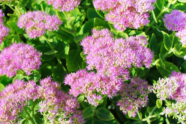 Hylotelephium Telephium Sedum Telephium Conosciuto Come Orpine Livelong Rana Stomaco Immagine Stock