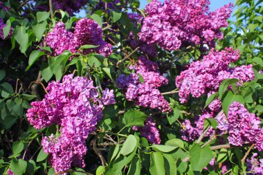 Leylak çiçeklerinin dallarının görüntüsü