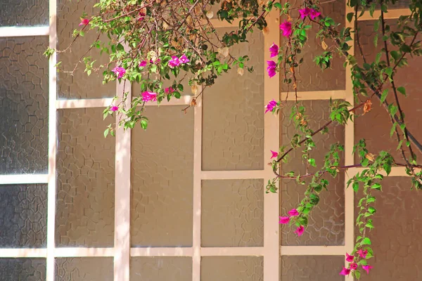 Belos Ramos Com Flores Bougainvillea Contra Fundo Janelas Feitas Óculos — Fotografia de Stock