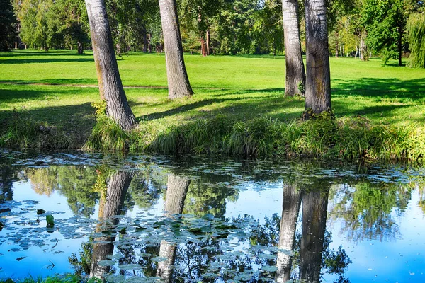 Деревья Парке Растут Рядом Озером Красивое Зеркальное Отражение Воде Летние — стоковое фото