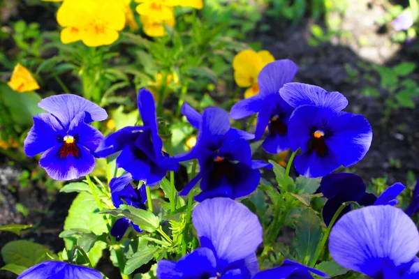 Viole Del Pensiero Gialle Blu Nel Giardino Primaverile — Foto Stock