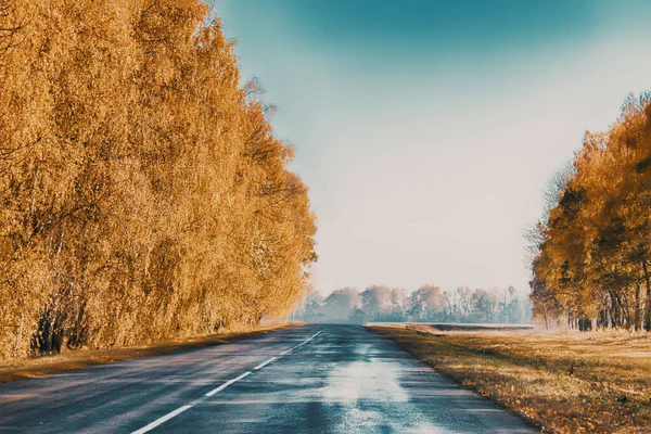 Gladde Natte Weg Omgeven Door Prachtige Gele Herfstbomen Mist Vooruit — Stockfoto