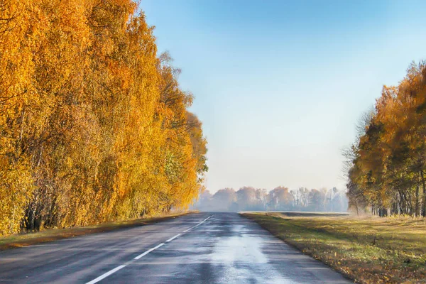 Slippery wet road surrounded by beautiful yellow autumn trees, fog ahead. Beautiful autumn season