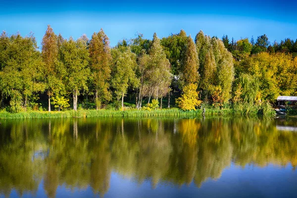 Alberi Gialli Verdi Vicino Fiume Nella Foresta Autunnale — Foto Stock