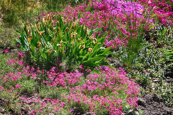 花壇のピンク色の花に囲まれた枯れ虹彩の花 — ストック写真