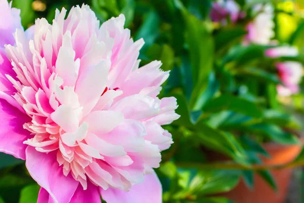 Schöne Rosa Pfingstrose Sommergarten — Stockfoto