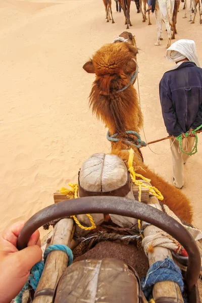Vista Desde Lado Del Jinete Camello Dos Jorobas Guía Desierto — Foto de Stock
