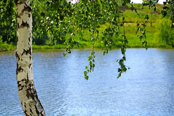 Berkenboom Met Groen Blad Buurt Van Het Meer Het Voorjaar — Stockfoto