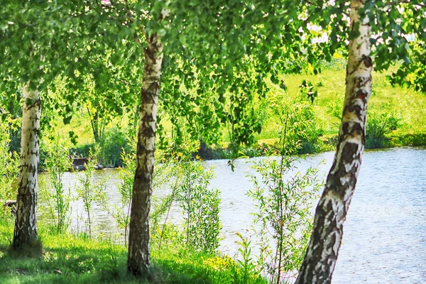 Berkenbos Met Groen Blad Buurt Van Het Meer Het Voorjaar — Stockfoto