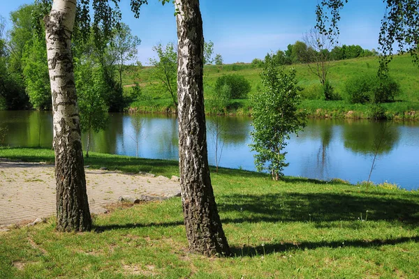 Foresta Betulle Con Fogliame Verde Vicino Lago Primavera — Foto Stock