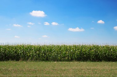 Yaz mısır tarlası ve güzel mavi gökyüzü