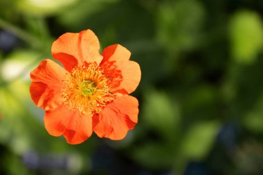 Potentilla fruticosa Tangerine (en üst manzara) bahçede