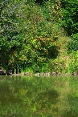 Böğürtlenli Viburnum ve sudaki yansıması