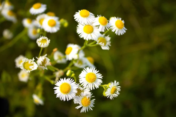 Flores Camomila Prado Verão Nome Comum Várias Plantas Semelhantes Margarida — Fotografia de Stock