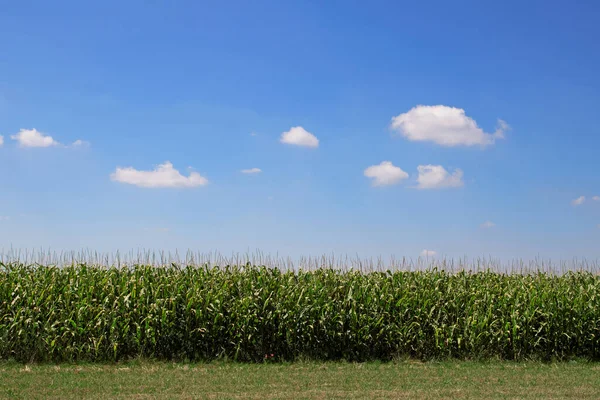 Letní Kukuřičné Pole Krásné Modré Nebe — Stock fotografie