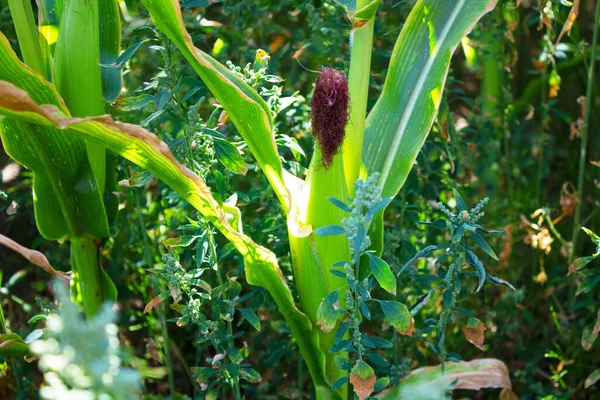 Épis Maïs Mûrs Dans Les Champs Agricoles — Photo