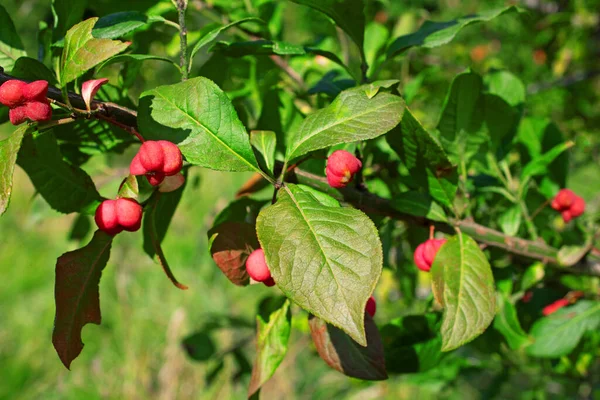 Euonymus Europaeus Flowers European Шпинделя — стокове фото