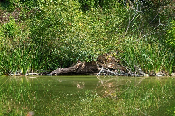 Schöner Toter Umgestürzter Baum Und Sein Spiegelbild Wasser — Stockfoto