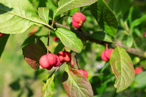 Euonymus Europaeus Virágok Európai Orsó — Stock Fotó