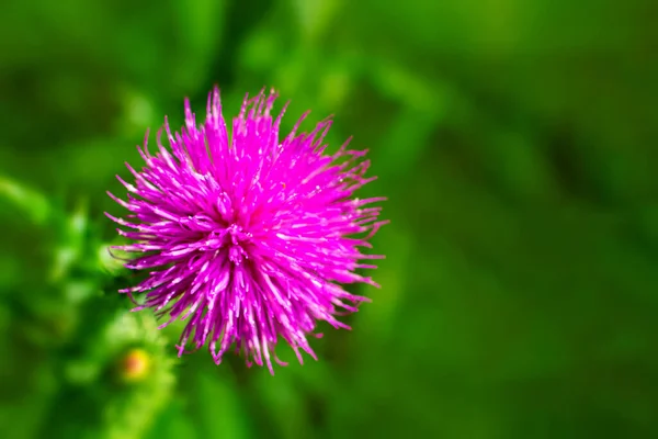 Silybum Milk Thistle Close Extracts Milk Thistle Have Been Recognized — Stock Photo, Image