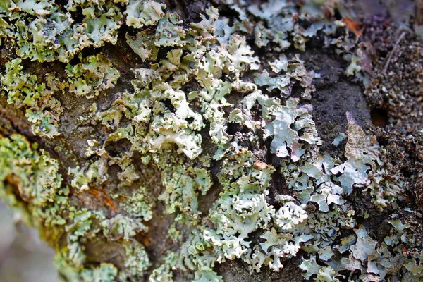 Lichen Hypogymnia Fyzodes Kmeni Stromu Zavřít Selektivní Zaměření — Stock fotografie