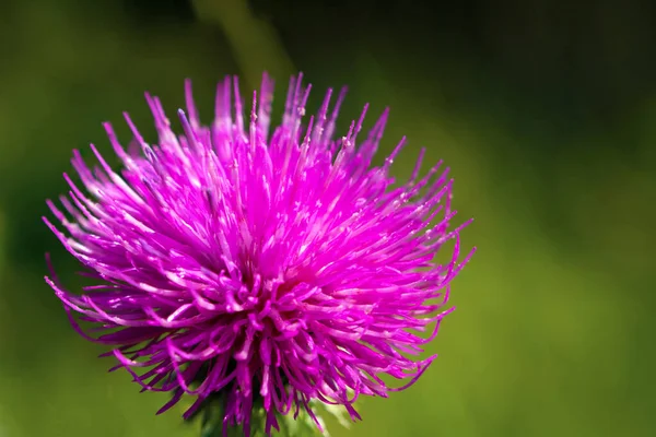 Silybum Milk Thistle Close Extracts Milk Thistle Have Been Recognized — Stock Photo, Image