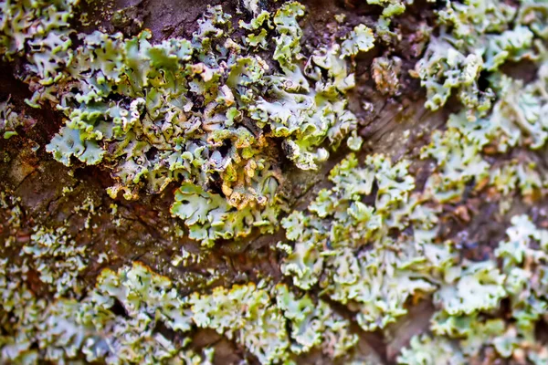 Lichen Hypogymnia Fyzodes Kmeni Stromu Zavřít Selektivní Zaměření — Stock fotografie