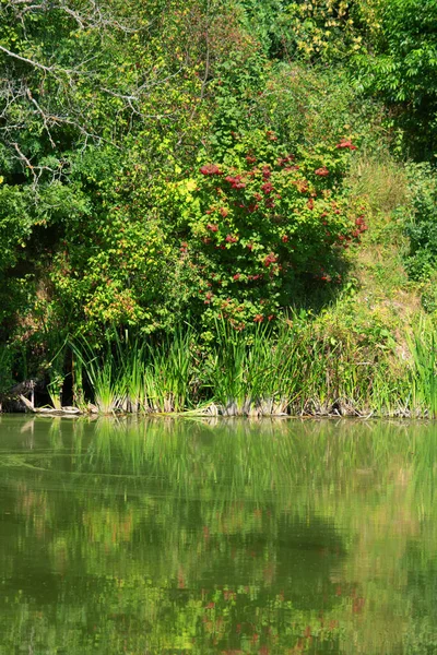 Viburnum Mit Beeren Und Seine Reflexion Wasser — Stockfoto