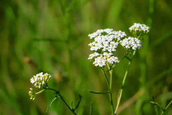 Achillea Millefolium Yarrow 알려져 나무는 아시아와 유럽과 북아메리카에서 북반구의 지역에서 — 스톡 사진