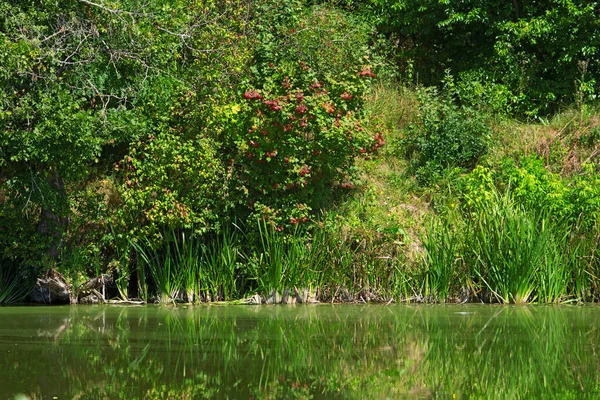 Böğürtlenli Viburnum ve sudaki yansıması