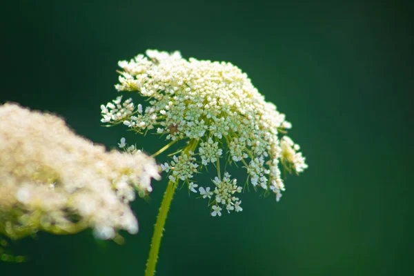 Achillea Millefolium Běžně Známé Jako Yarrow Původem Mírných Oblastí Severní — Stock fotografie